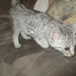 Savannah, F-3C Male Silver, dob 4-13-18