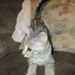 Savannah, F-3C Male Silver, dob 4-13-18