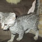 Savannah, F-3C Male Silver, dob 4-13-18