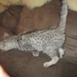 Savannah, F-3C Male Silver, dob 4-13-18