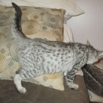 Savannah, F-3C Male Silver, dob 4-13-18