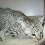 Savannah, F-3C Male Silver, dob 4-13-18