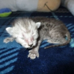 Savannah, F-3C Male Silver, dob 4-13-18