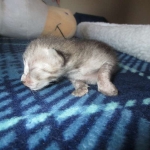 Savannah, F-3C Male Silver, dob 4-13-18