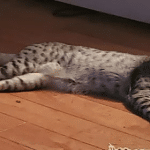 King Solomon, Savannah, F-3C Male Silver, dob 4-13-18