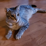 King Solomon, Savannah, F-3C Male Silver, dob 4-13-18