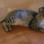 King Solomon, Savannah, F-3C Male Silver, dob 4-13-18