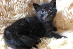 Turbo, Savannah F-3C Smoke male DOB 8-7-19