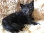 Turbo, Savannah F-3C Smoke male DOB 8-7-19