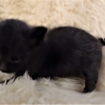 Savannah, F-3C, Smoke, Male, DOB 8-7-19