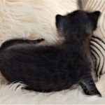 Savannah, F-3C, Smoke, Male, DOB 8-7-19