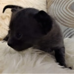 Savannah, F-3C, Smoke, Male, DOB 8-7-19