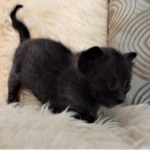 Savannah, F-3C, Smoke, Male, DOB 8-7-19