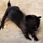 Savannah, F-3C, Smoke, Male, DOB 8-7-19