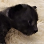 Savannah, F-3C, Smoke, Male, DOB 8-7-19
