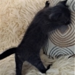 Savannah, F-3C, Smoke, Male, DOB 8-7-19