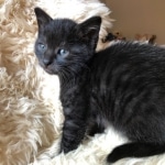 Savannah, F-3C, Smoke, Male, DOB 8-7-19