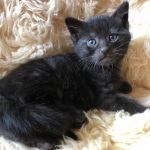 Savannah, F-3C, Smoke, Male, DOB 8-7-19