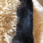 Savannah, F-3C, Smoke, Male, DOB 8-7-19