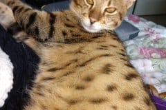Kuzco Savannah F-3C warm Brown Spotted male DOB 3-23-20