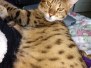 Kuzco Savannah F-3C warm Brown Spotted male DOB 3-23-20