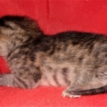 Savannah, F-3C, BST, Male, DOB 3-23-20