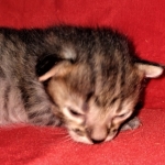 Savannah, F-3C, BST, Male, DOB 3-23-20