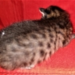 Savannah, F-3C, BST, Male, DOB 3-23-20