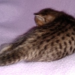 Savannah, F-3C, BST, Male, DOB 3-23-20