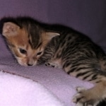 Savannah, F-3C, BST, Male, DOB 3-23-20