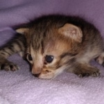 Savannah, F-3C, BST, Male, DOB 3-23-20