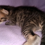 Savannah, F-3C, BST, Male, DOB 3-23-20