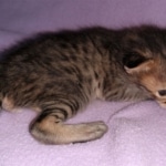 Savannah, F-3C, BST, Male, DOB 3-23-20