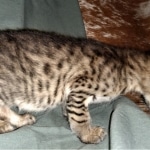 Savannah, F-3C, BST, Male, DOB 3-23-20