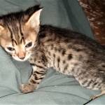 Savannah, F-3C, BST, Male, DOB 3-23-20