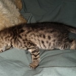 Savannah, F-3C, BST, Male, DOB 3-23-20
