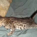 Savannah, F-3C, BST, Male, DOB 3-23-20