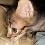 Kuzco, Savannah, F-3C, BST, Male, DOB 3-23-20