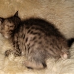 Kuzco, Savannah, F-3C, BST, Male, DOB 3-23-20