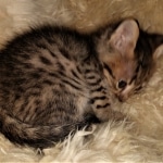 Kuzco, Savannah, F-3C, BST, Male, DOB 3-23-20