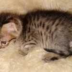 Kuzco, Savannah, F-3C, BST, Male, DOB 3-23-20