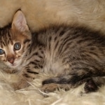 Kuzco, Savannah, F-3C, BST, Male, DOB 3-23-20