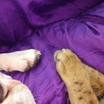 Kuzco, Savannah, F-3C, BST, Male, DOB 3-23-20