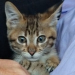 Kuzco, Savannah, F-3C, BST, Male, DOB 3-23-20