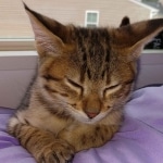 Kuzco, Savannah, F-3C, BST, Male, DOB 3-23-20