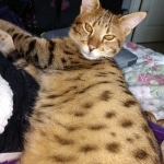 Kuzco, Savannah, F-3C, BST, Male, DOB 3-23-20