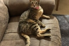 Ginger Savannah F-3C Warm BST Female DOB 9-10-18