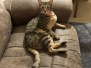 Ginger Savannah F-3C Warm BST Female DOB 9-10-18