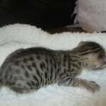 Savannah, F-3C, BST, Female, DOB 9-10-11