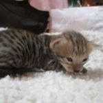 Savannah, F-3C, BST, Female, DOB 9-10-11